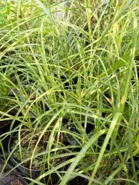 miskant-chinski-strictus-dwarf-karlowy-w-paski