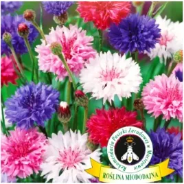 chaber-blawatek-mix-kolorow-miododajny-nasiona-2-g