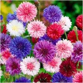 chaber-blawatek-polka-mix-kolorow-nasiona-1g