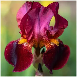 irys-kosaciec-syberyjski-purpurowy-claret-cup-sadzonki-klacza-1-szt-gratis