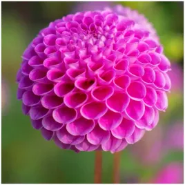 dalia-pomponowa-fioletowa-franz-kafka-sadzonki-bulwy-3-szt-gratis