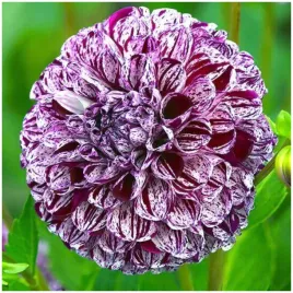 dalia-pomponowa-fioletowa-marble-ball-sadzonki-bulwy-1-szt-gratis