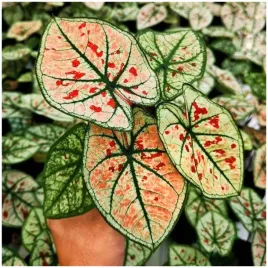 kaladium-ogrodowe-caladium-wonderland-sadzonki-bulwy-3-szt-gratis