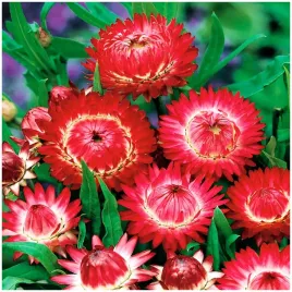 kocanka-ogrodowa-czerwona-idealna-do-bukietow-nasiona-05g