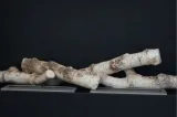 drewienka-ceramiczne-do-biokominkow-brzoza-wysokosc-produktu-3-cm