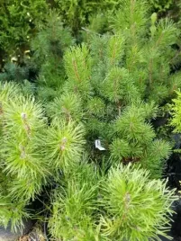 kosodrzewina-na-skarpy-i-do-skalniaka-karlowa