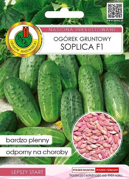 ogorek-soplica-nasiona-pnos-cykl-rozwojowy-rosliny-jednoroczna