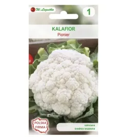 kalafior-pionier-nasiona-w-legutko