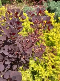 perukowiec-lilla-karlowa-odmiana