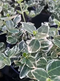 trzmielina-emerald-gaiety-pnaca-murki-pergola