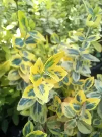 trzmielina-emeraldn-gold-pnaca-murki-pergola