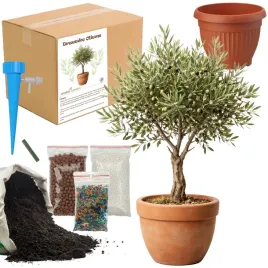 zestaw-do-upraw-oliwka-nasiona-ziemia-drzewko-oliwne-maly-ogrodnik-bio-eko