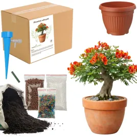 zestaw-do-upraw-plomien-afryki-bonsai-doniczka-nasiona-ziemia-ogrodnik-bio