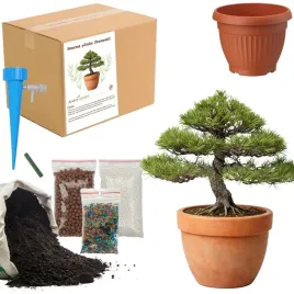 zestaw-do-upraw-sosna-pinia-bonsai-doniczka-nasiona-ziemia-ogrodnik-bio-eko