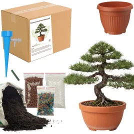 zestaw-do-upraw-sosna-czarna-bonsai-doniczka-nasiona-ziemia-ogrodnik-bio