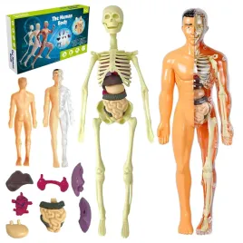zestaw-doswiadczalny-stator-model-anatomiczny-czlowieka-plastikowy-6-lat