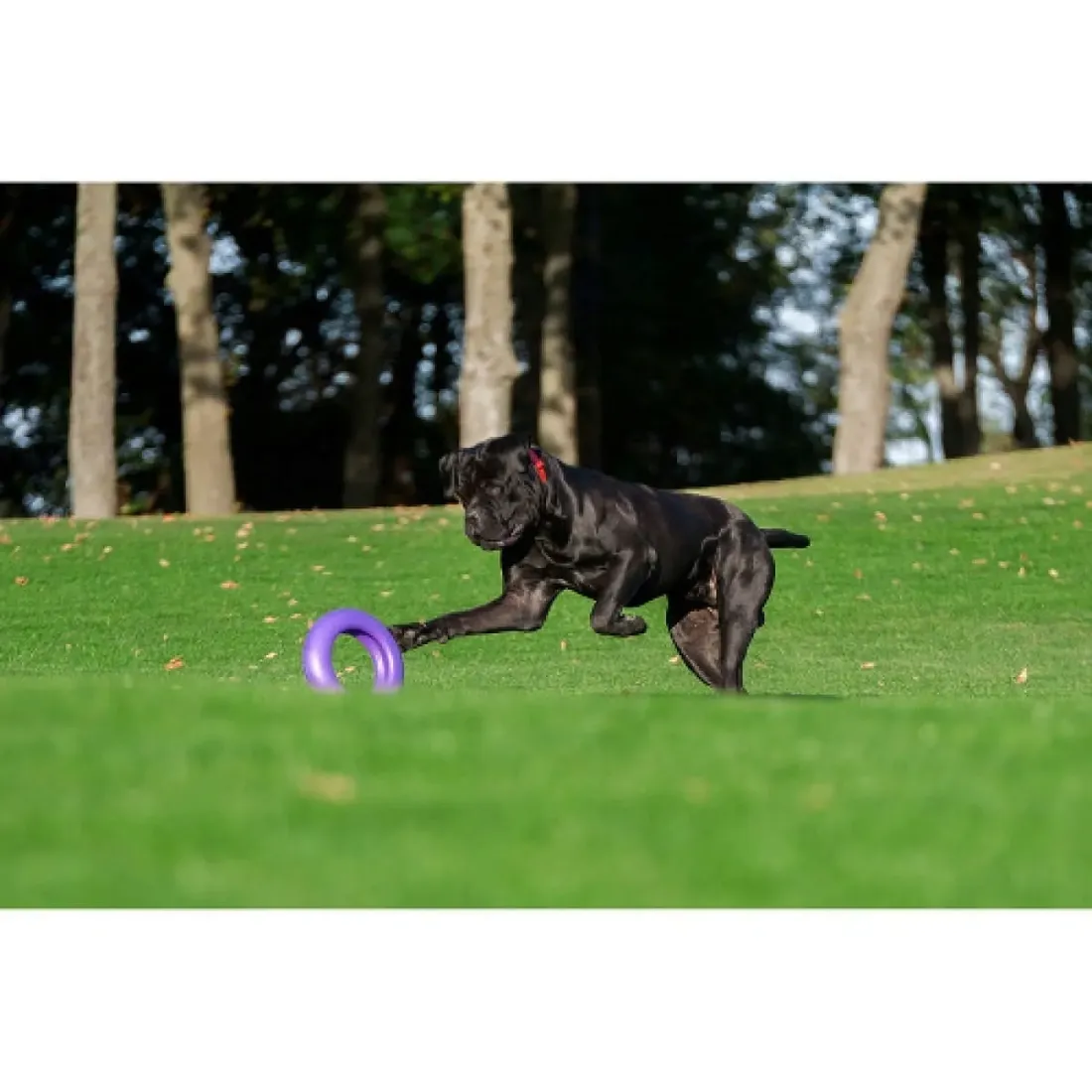 puller-maxi-30-cm-dla-duzych-ras-psow-stan-nowy