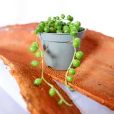 senecio-rowleyanus-starzec-rowleya-don-6cm