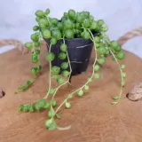 senecio-rowleyanus-starzec-rowleya-don-6cm-rodzaj-rosliny-rosliny-zielone