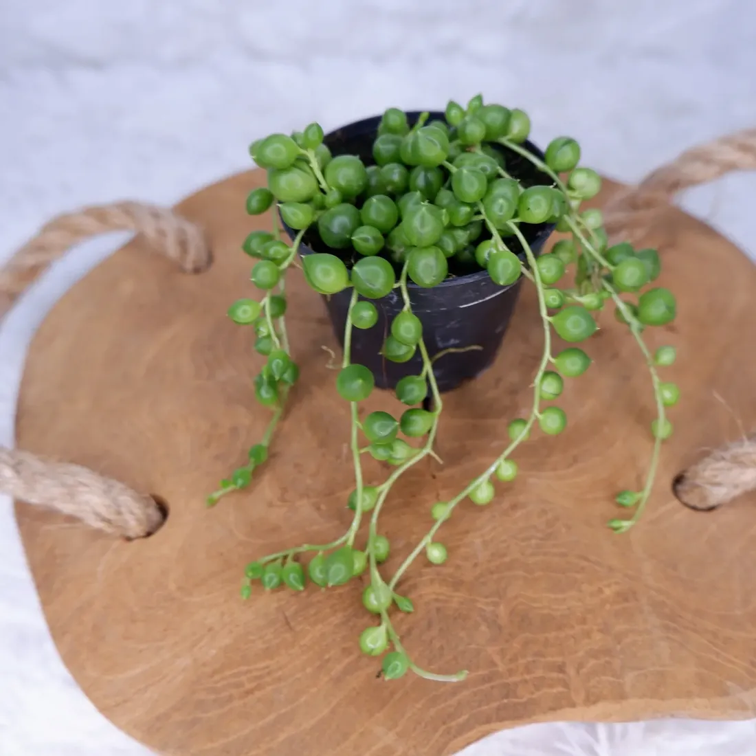 senecio-rowleyanus-starzec-rowleya-don-6cm-rodzaj-rosliny-rosliny-zielone