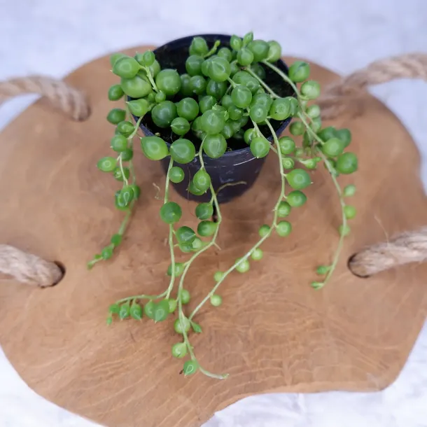 senecio-rowleyanus-starzec-rowleya-don-6cm-roslina-w-postaci-sadzonka-w-pojemniku-do-05l