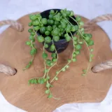 senecio-rowleyanus-starzec-rowleya-don-6cm-roslina-w-postaci-sadzonka-w-pojemniku-do-05l