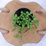 senecio-rowleyanus-starzec-rowleya-don-6cm-cykl-rozwojowy-rosliny-wieloletnia