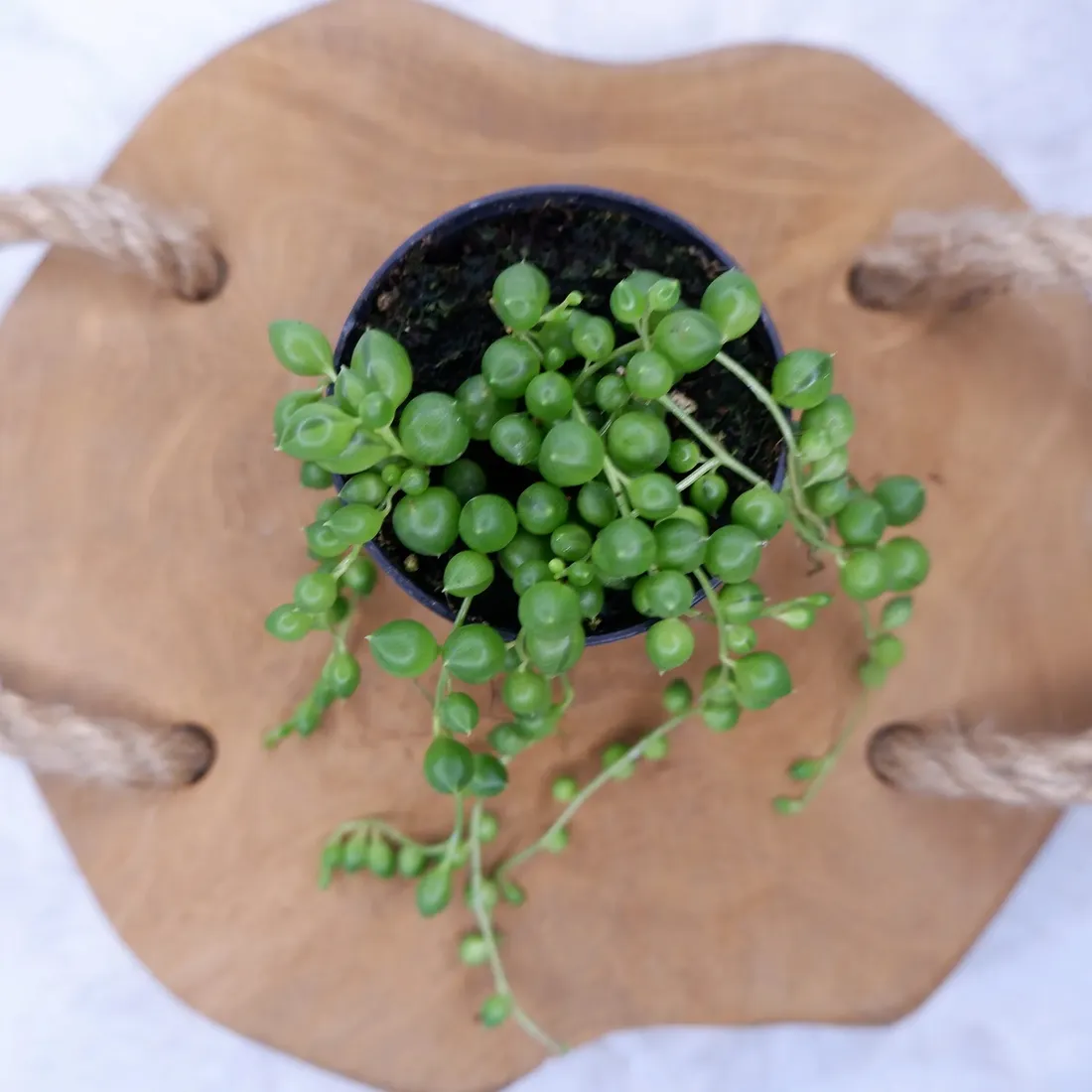 senecio-rowleyanus-starzec-rowleya-don-6cm-rodzaj-rosliny-rosliny-zielone