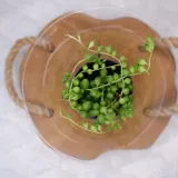 senecio-rowleyanus-starzec-rowleya-don-6cm-odmiana-senecio