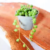 senecio-rowleyanus-starzec-rowleya-don-6cm-numer-paszportu-sekcja-c-24025569am