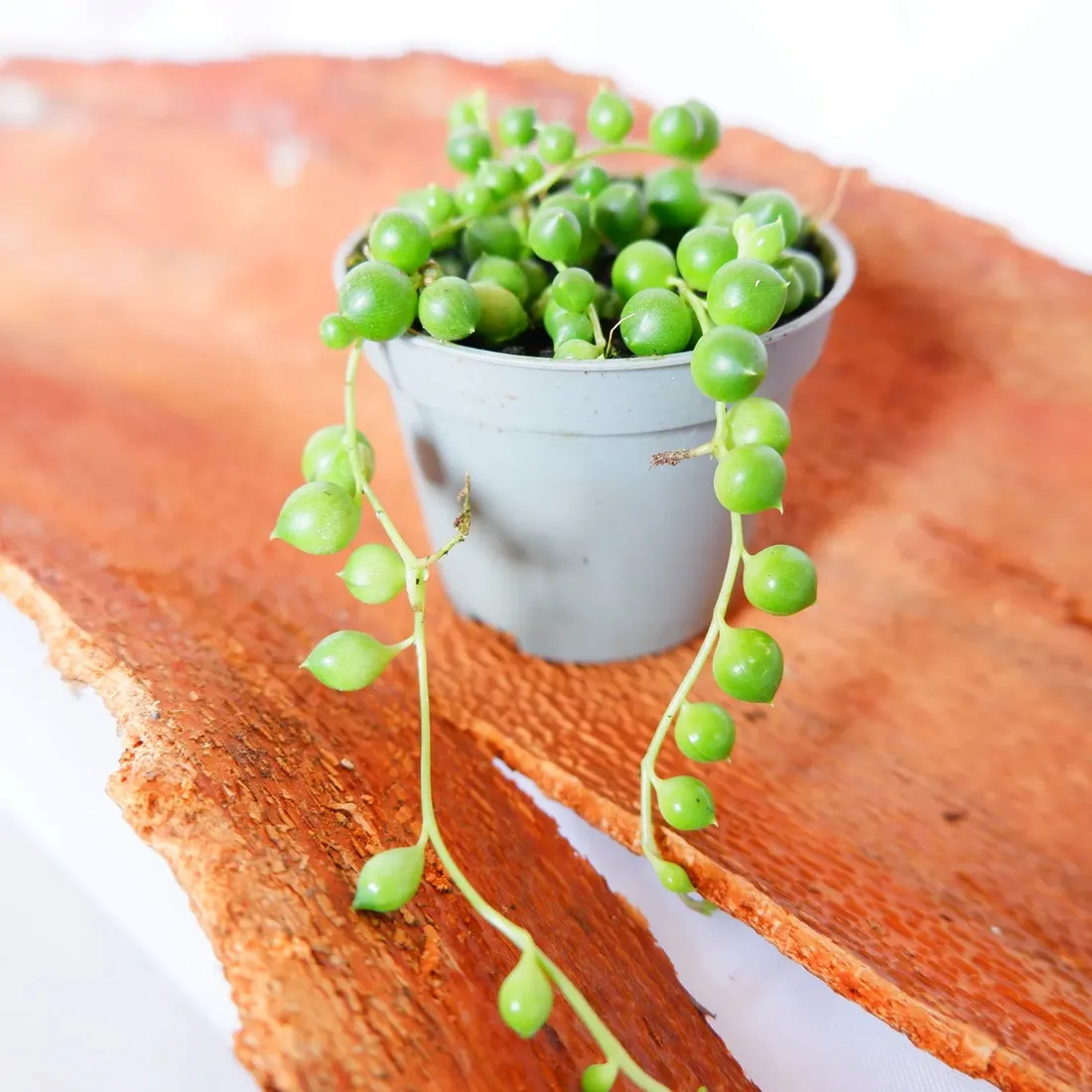 senecio-rowleyanus-starzec-rowleya-don-6cm