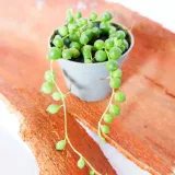 senecio-rowleyanus-starzec-rowleya-don-6cm-kraj-polska