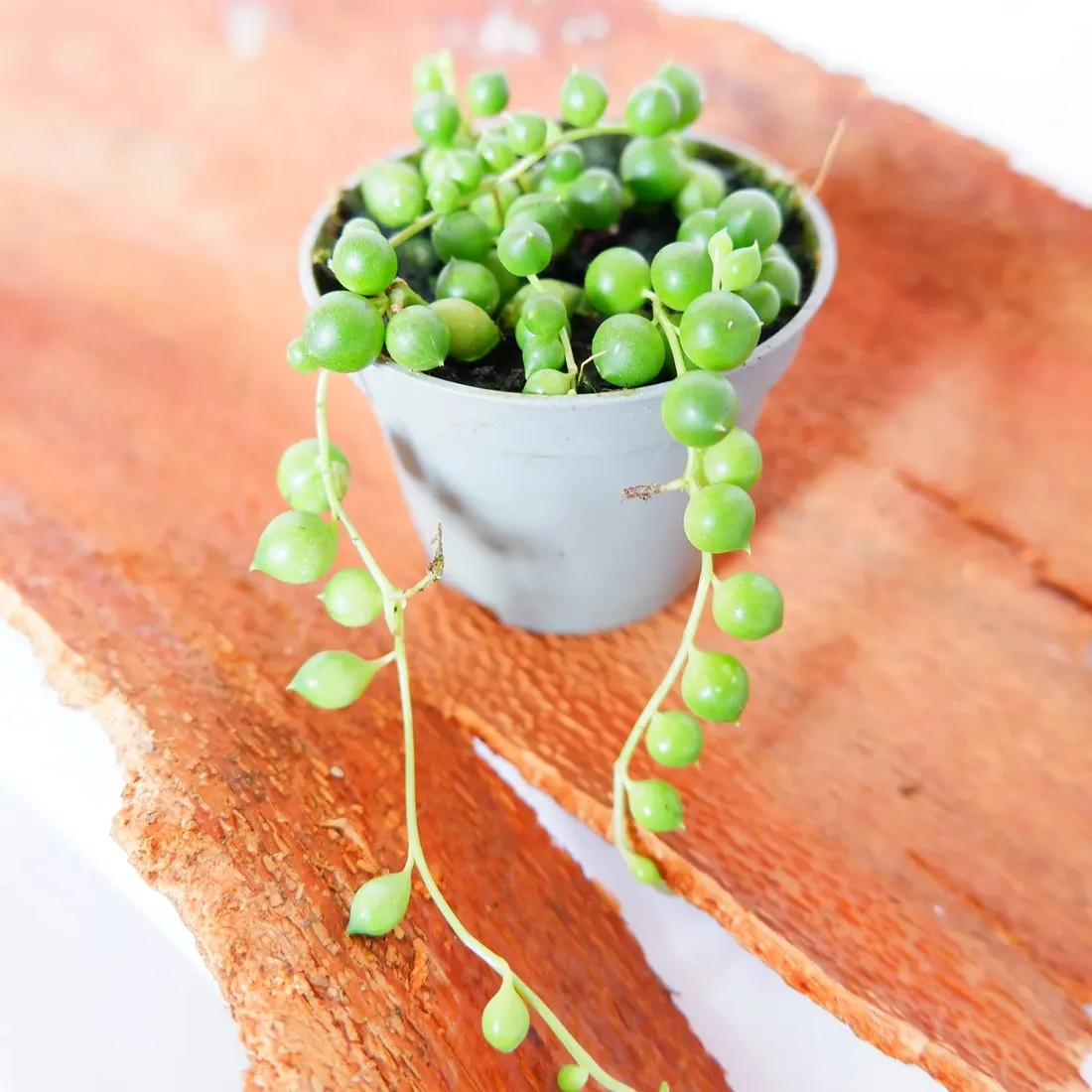 senecio-rowleyanus-starzec-rowleya-don-6cm-rodzaj-rosliny-rosliny-zielone