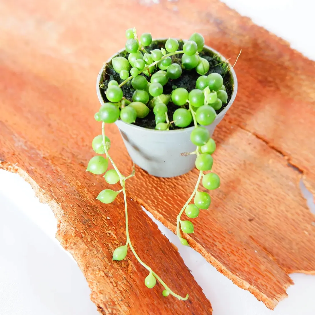 senecio-rowleyanus-starzec-rowleya-don-6cm