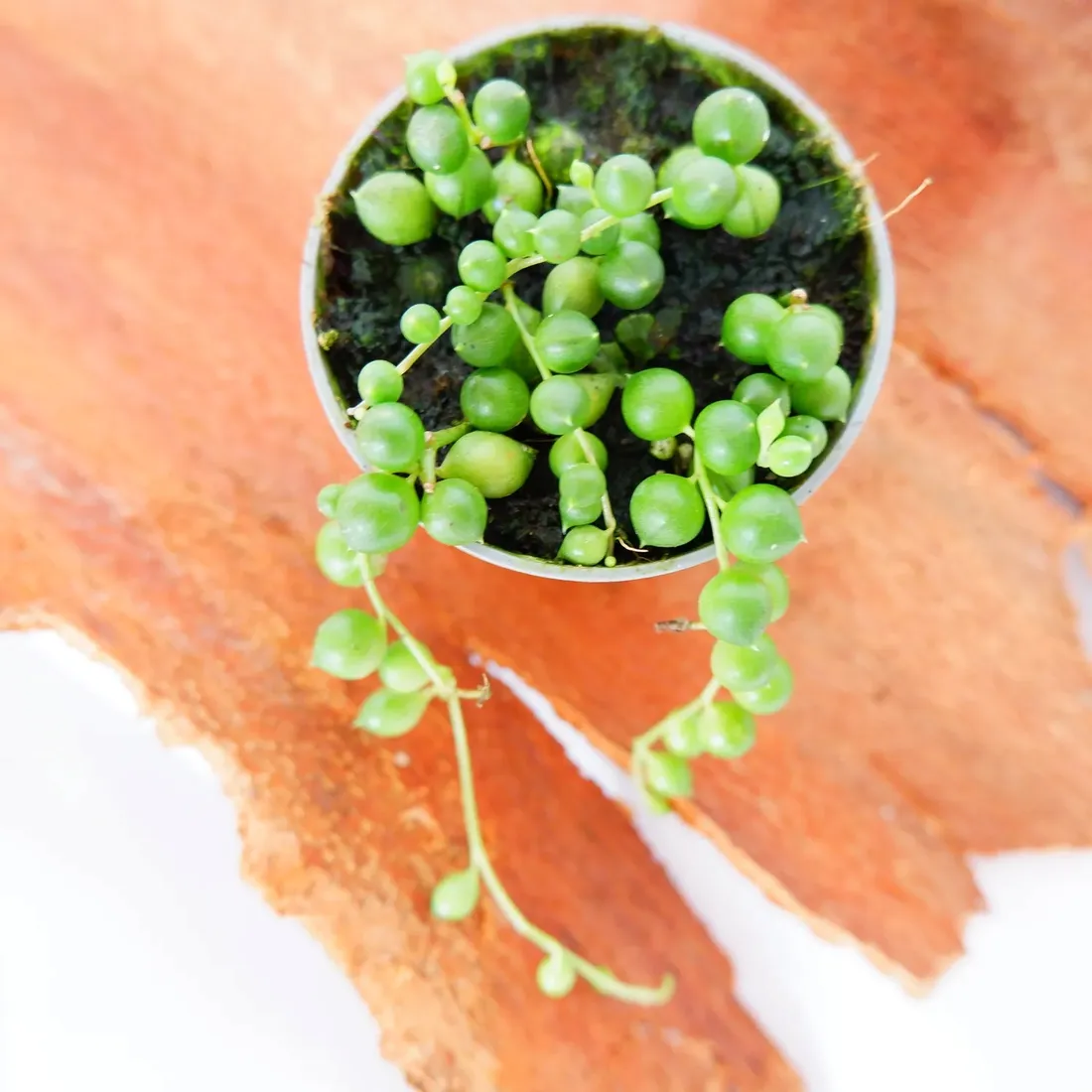 senecio-rowleyanus-starzec-rowleya-don-6cm-rodzaj-rosliny-rosliny-zielone