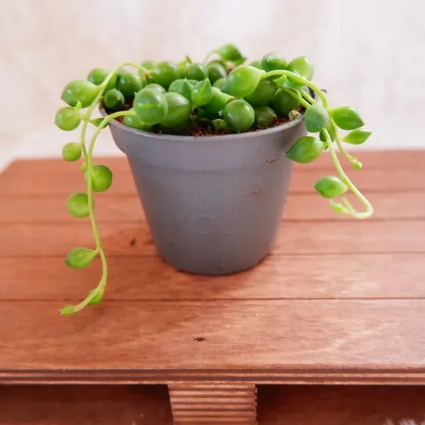 senecio-rowleyanus-starzec-rowleya-don-6cm-rodzaj-rosliny-rosliny-zielone-waga-z-opakowaniem-1-kg