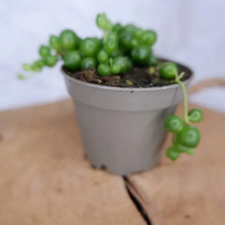 senecio-rowleyanus-starzec-rowleya-don-6cm-rodzaj-rosliny-rosliny-zielone