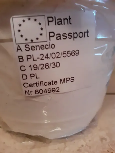senecio-rowleyanus-starzec-rowleya-don-6cm-rodzaj-rosliny-rosliny-zielone-cykl-rozwojowy-rosliny-wieloletnia