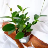 hoja-hoya-australis-don-12cm