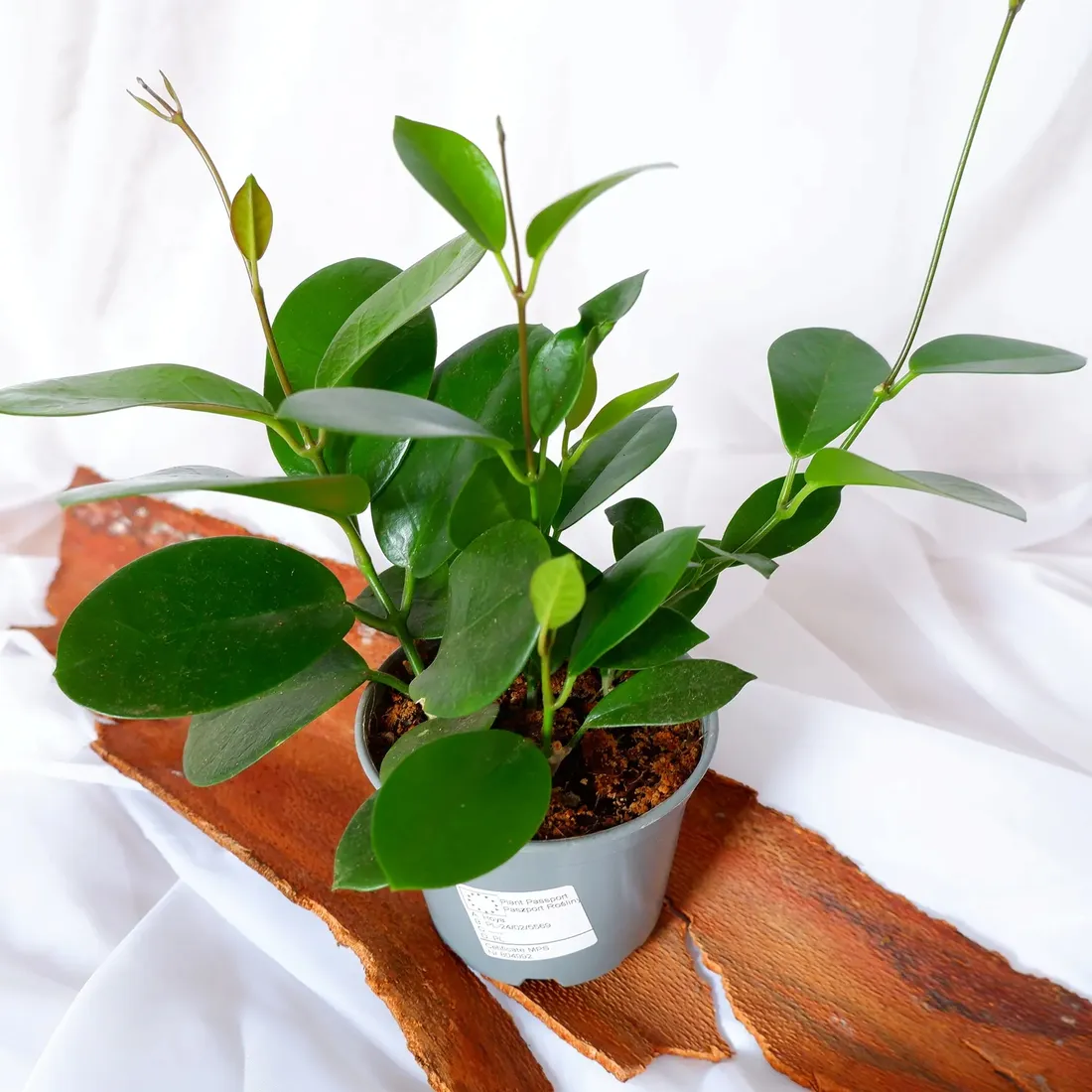 hoja-hoya-australis-don-12cm-rodzaj-rosliny-rosliny-kwitnace