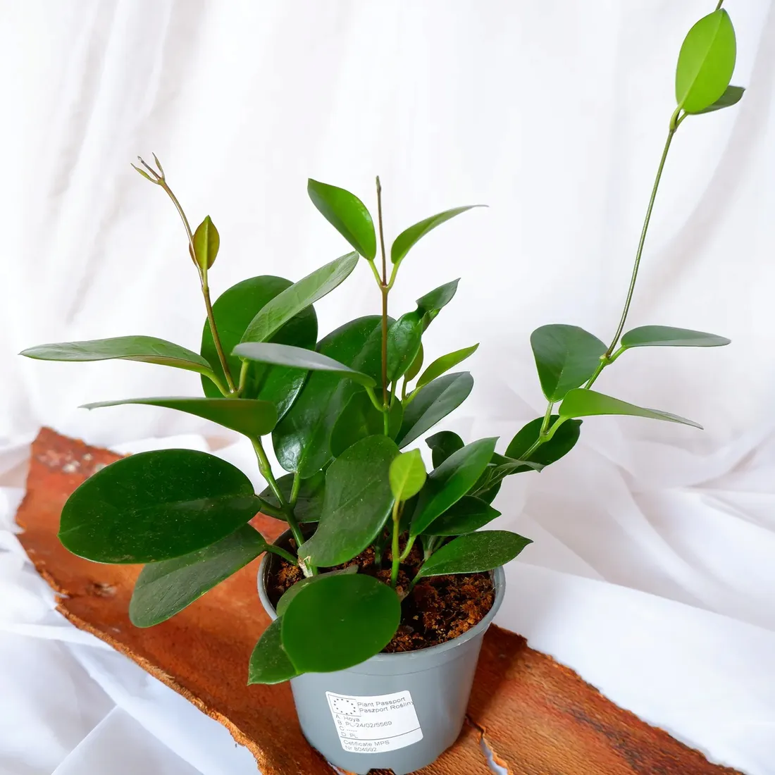 hoja-hoya-australis-don-12cm-rodzaj-rosliny-rosliny-kwitnace