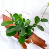 hoja-hoya-australis-don-12cm-waga-z-opakowaniem-1-kg