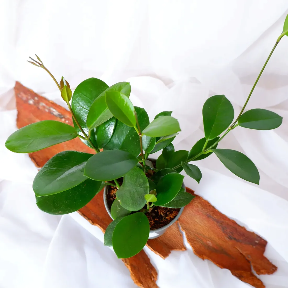 hoja-hoya-australis-don-12cm