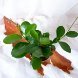 hoja-hoya-australis-don-12cm-roslina-w-postaci-sadzonka-w-pojemniku-05-1l