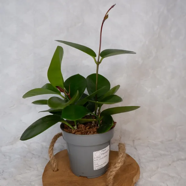 hoja-hoya-australis-don-12cm-cykl-rozwojowy-rosliny-wieloletnia