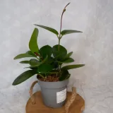 hoja-hoya-australis-don-12cm-cykl-rozwojowy-rosliny-wieloletnia