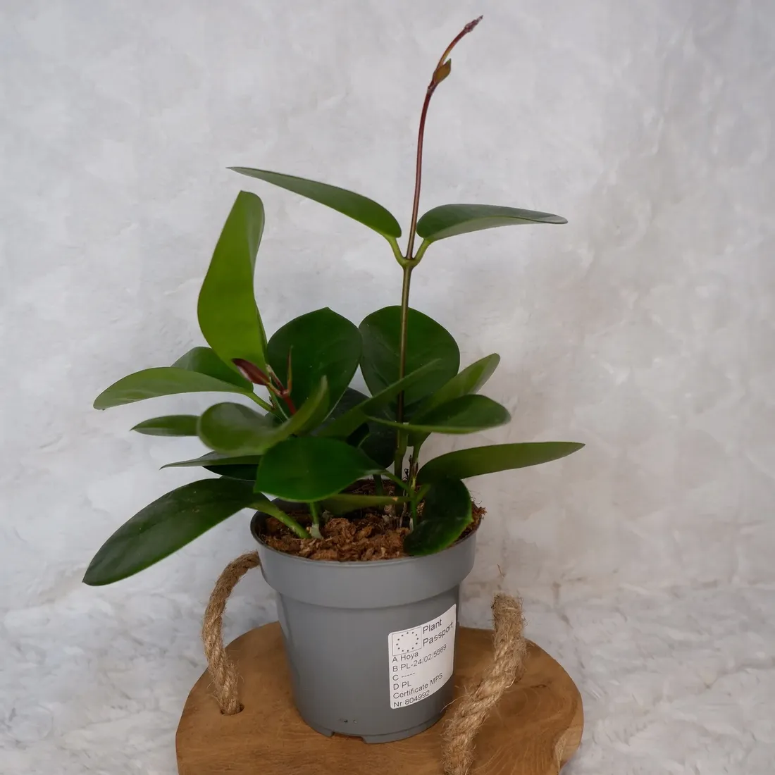 hoja-hoya-australis-don-12cm