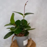 hoja-hoya-australis-don-12cm-odmiana-hoya