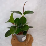 hoja-hoya-australis-don-12cm-numer-paszportu-sekcja-c-24025569am