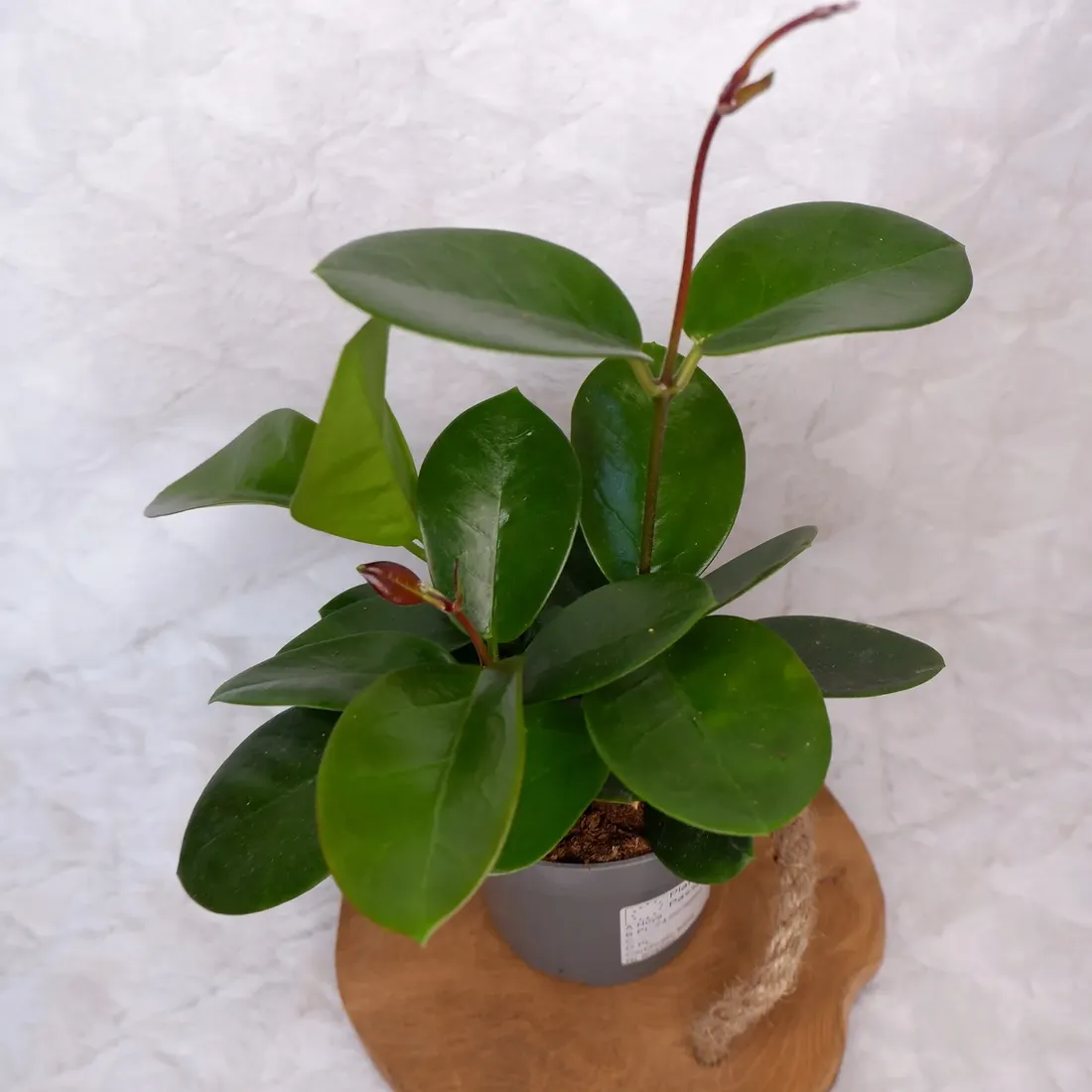 hoja-hoya-australis-don-12cm-rodzaj-rosliny-rosliny-kwitnace